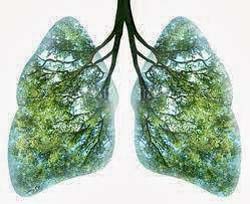 zielone płuca