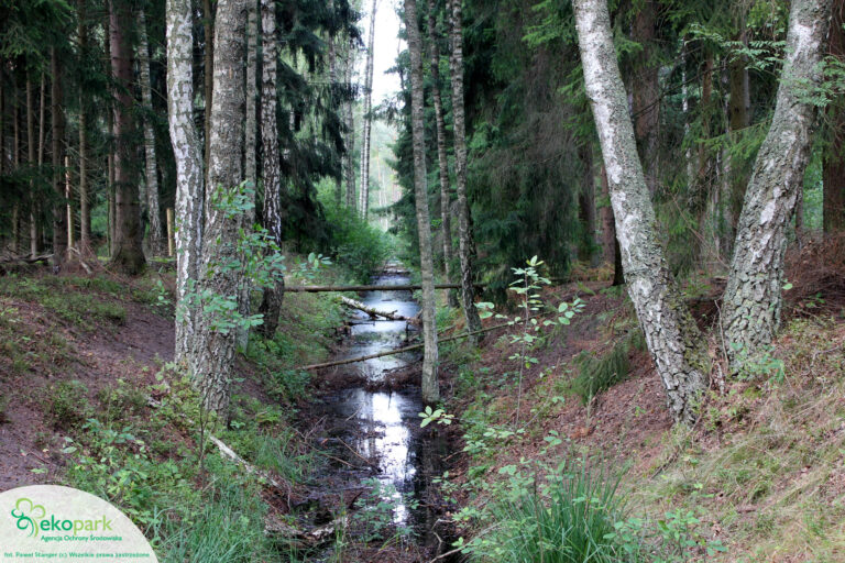 rzeka w lesie